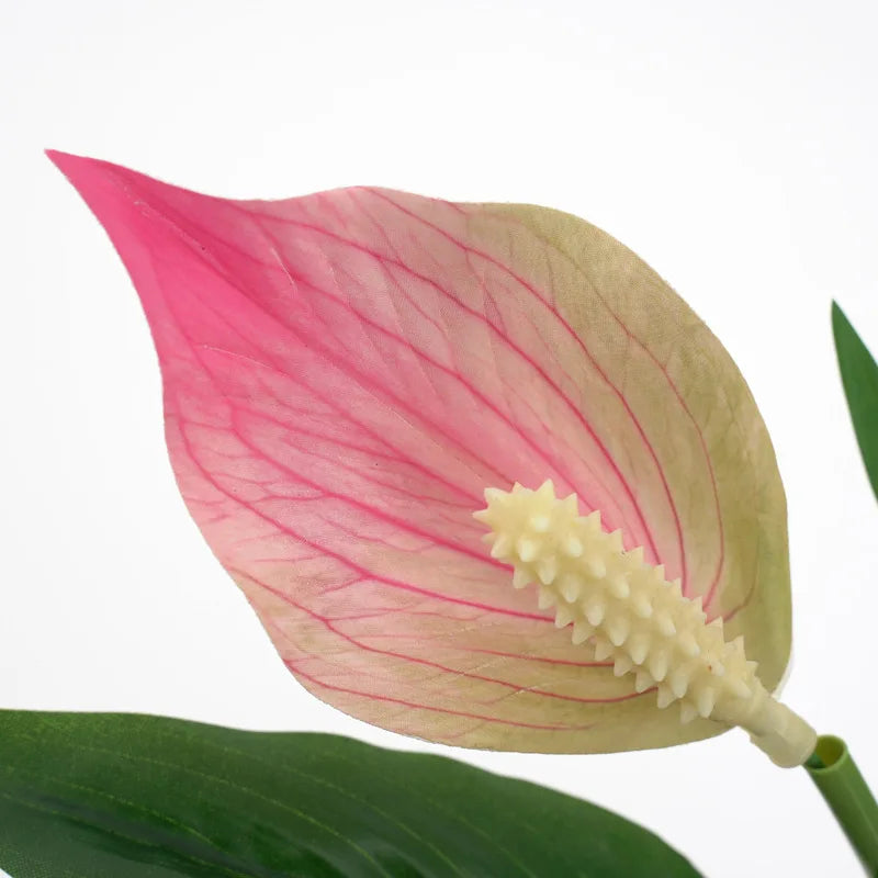 Tropical  Anthurium Tree