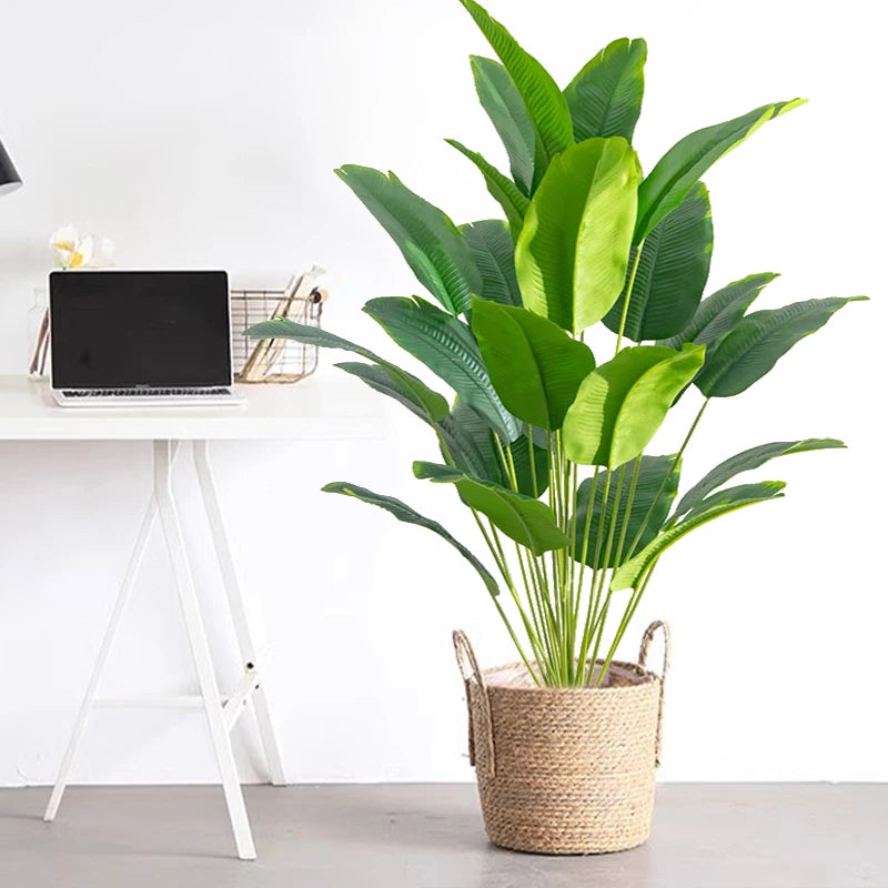 Large Tropical Banana Plants